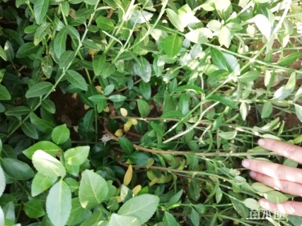 主蔓长50厘米大叶扶芳藤