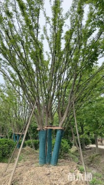 45公分丛生榉树