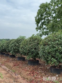 冠幅120厘米红叶石楠球