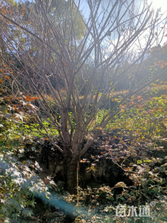 15公分东京樱花