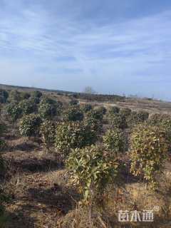 冠幅60厘米红叶石楠球