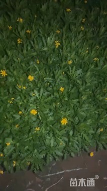 高度22厘米木春菊