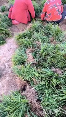 高度20厘米细叶麦冬草