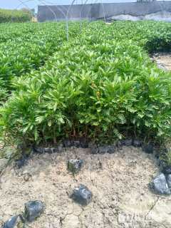 高度30厘米黄金菊