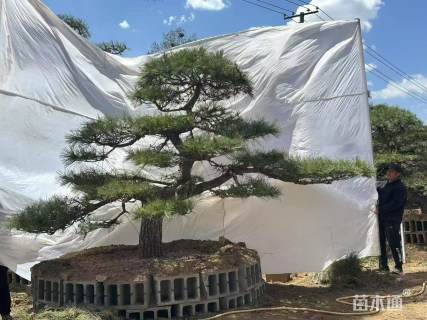 40公分造型油松