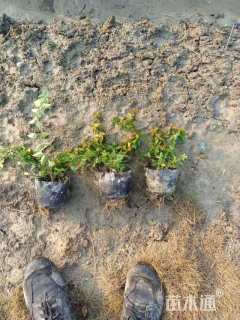 高度25厘米金叶大花六道木