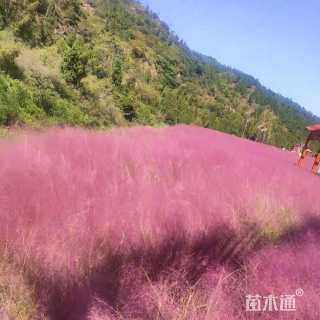 高度60厘米粉黛乱子草