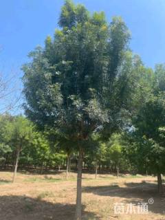 12公分秋紫白蜡