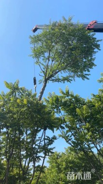 18公分麻楝