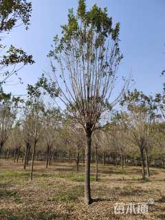 13公分速生白蜡