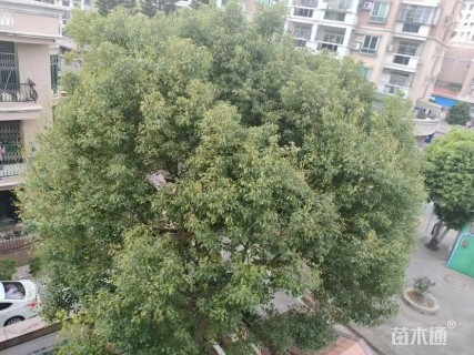 80公分香樟