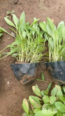 高度30厘米大花金鸡菊