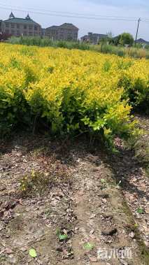 高度45厘米金森女贞