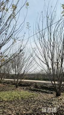 高度700厘米丛生白蜡