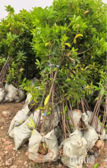 高度120厘米木荷小苗