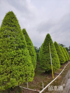 5公分千层金