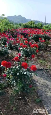 高度80厘米月季