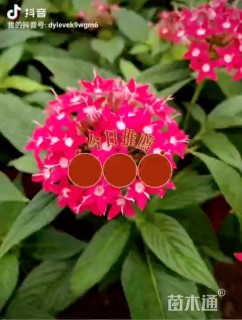 高度25厘米五星花