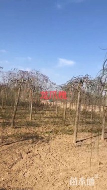 10公分龙爪槐