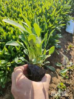 高度15厘米大花金鸡菊