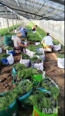 高度15厘米崂峪苔草