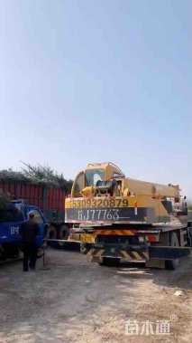 高度300厘米青海云杉