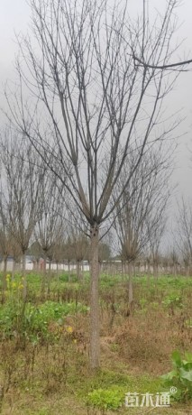 18公分国槐