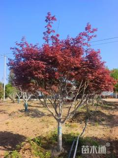 15公分日本红枫