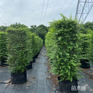 高度200厘米小叶女贞柱