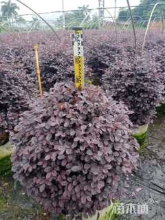 高度150厘米红花继木