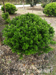 冠幅200厘米大叶黄杨球