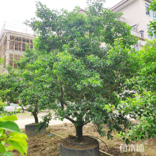 14公分红果冬青