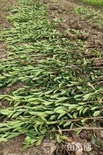 高度180厘米法国冬青