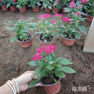 高度45厘米五星花