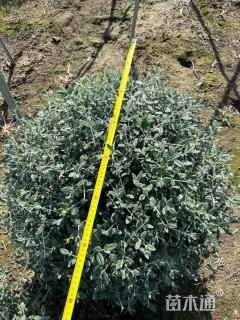 高度45厘米水果兰球