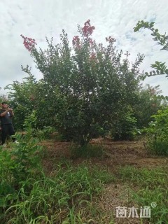 高度300厘米丛生紫薇