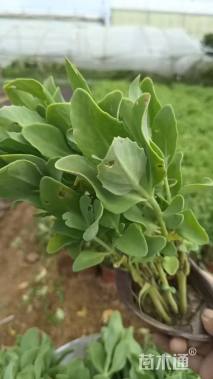 高度20厘米八宝景天