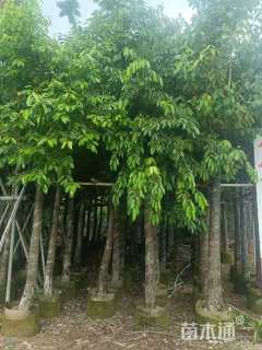 10公分海南蒲桃