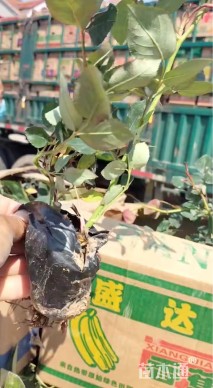 高度40厘米大花月季