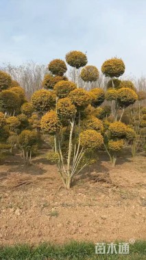 5公分造型亮晶女贞