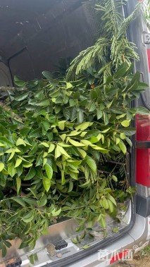7公分菠萝蜜