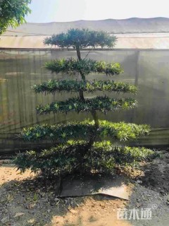 1公分罗汉松