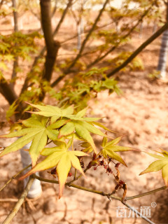 20公分小叶鸡爪槭