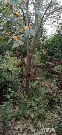 8公分柿树