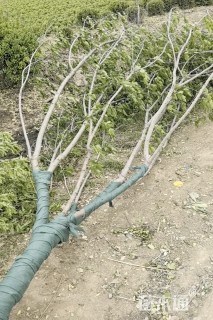10公分茶条槭