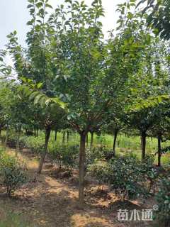 11公分日本晚樱