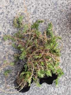 高度15厘米福禄考