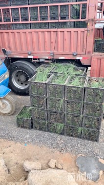 高度80厘米细叶芒