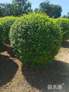 冠幅120厘米小叶女贞球
