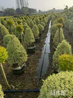 高度100厘米金姬小蜡